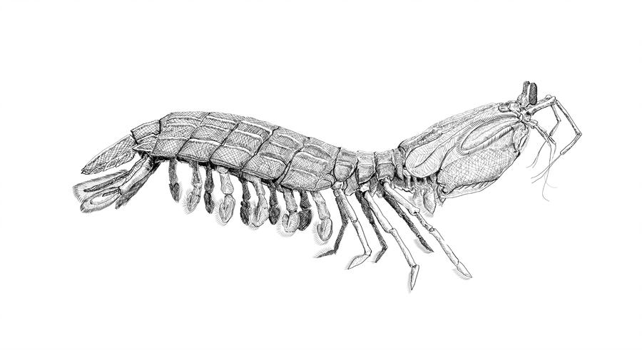 900x491 mantis shrimp - Mantis Shrimp Drawing