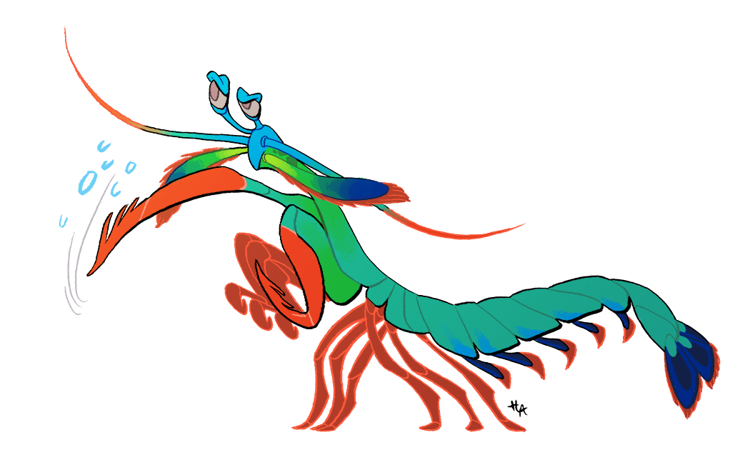 1050x644 mantis shrimp - Mantis Shrimp Drawing