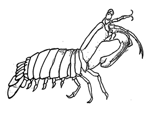 300x225 mantis shrimps - Mantis Shrimp Drawing
