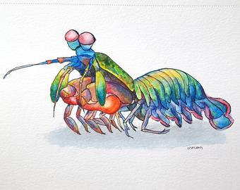 340x270 mantis shrimp art etsy - Mantis Shrimp Drawing