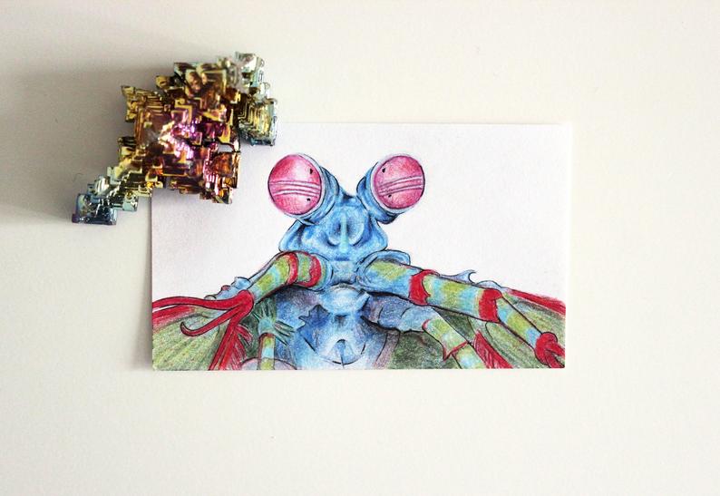 794x547 original peacock mantis shrimp drawing coloured pencil etsy - Mantis Shrimp Drawing