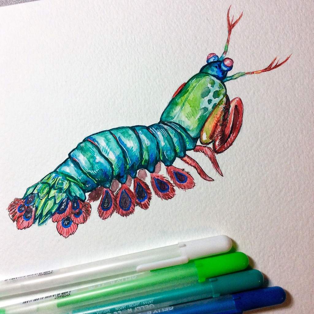 1024x1024 peacock mantis shrimp amino - Mantis Shrimp Drawing