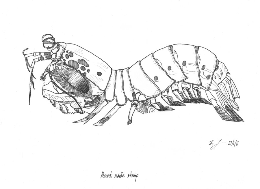 900x655 shrimp drawing peacock mantis shrimp for free download - Mantis Shrimp Drawing