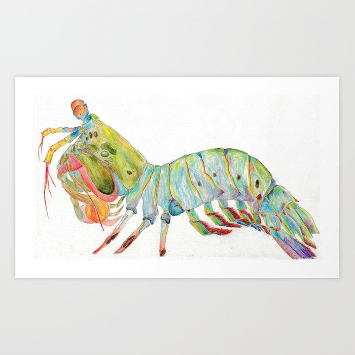 700x700 peacock mantis shrimp art print - Mantis Shrimp Drawing