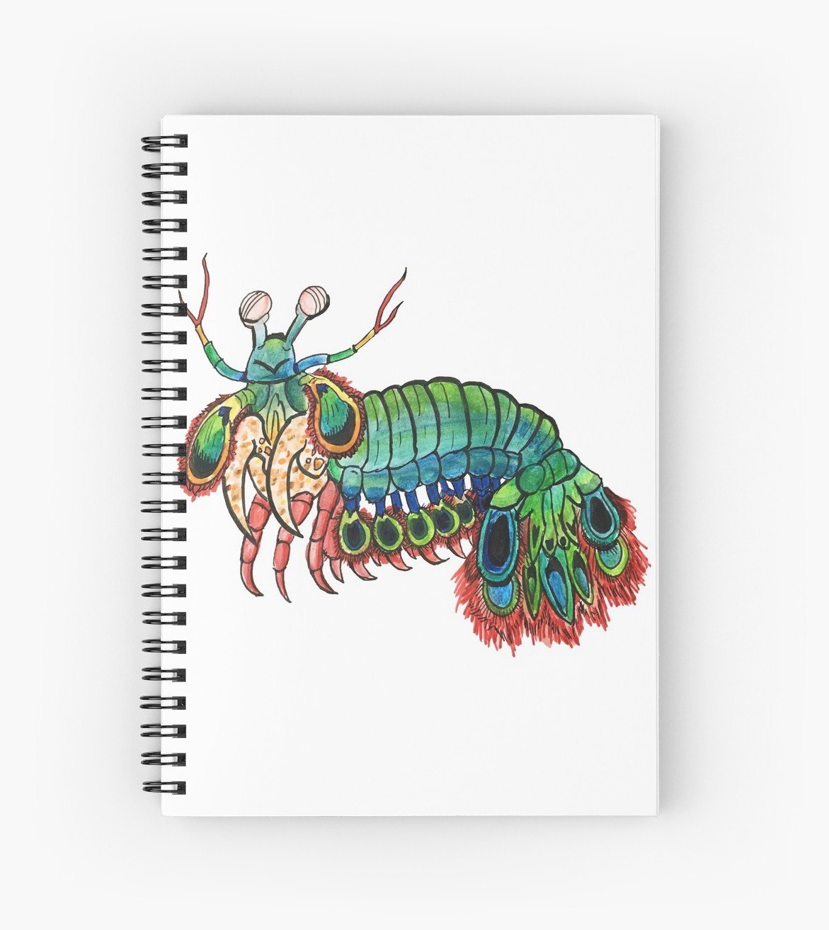 1171x1313 peacock mantis shrimp watercolor spiral notebooks - Mantis Shrimp Drawing