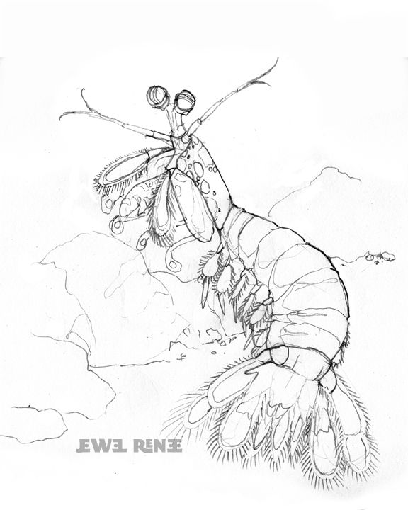 576x720 reef fish and invertebrates mantis shrimp - Mantis Shrimp Drawing