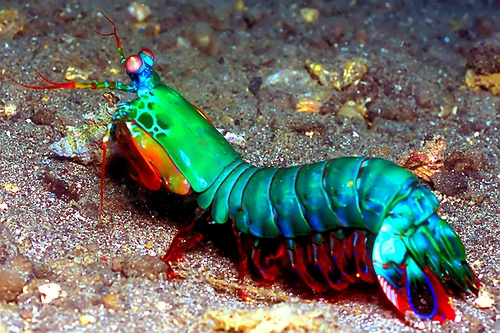 500x333 real monstrosities mantis shrimp - Mantis Shrimp Drawing