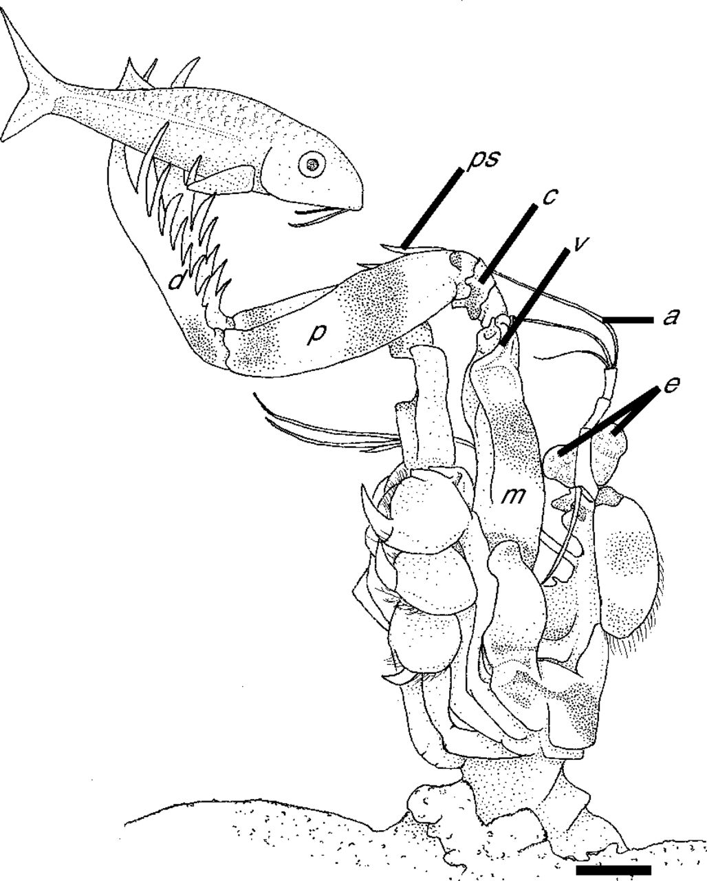1028x1280 strike mechanics of an ambush predator the spearing mantis shrimp - Mantis Shrimp Drawing