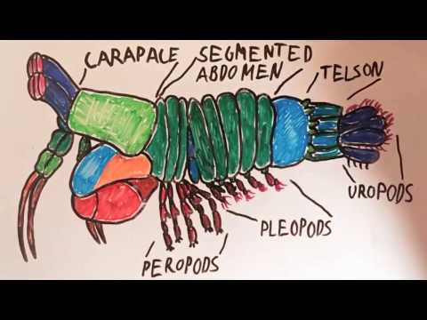 480x360 the amazing peacock mantis shrimp - Mantis Shrimp Drawing