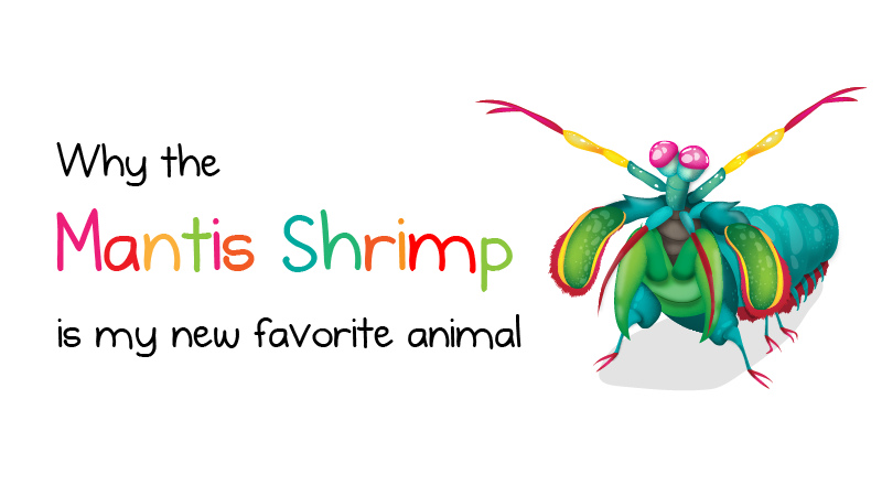 800x450 why the mantis shrimp is my new favorite animal - Mantis Shrimp Drawing