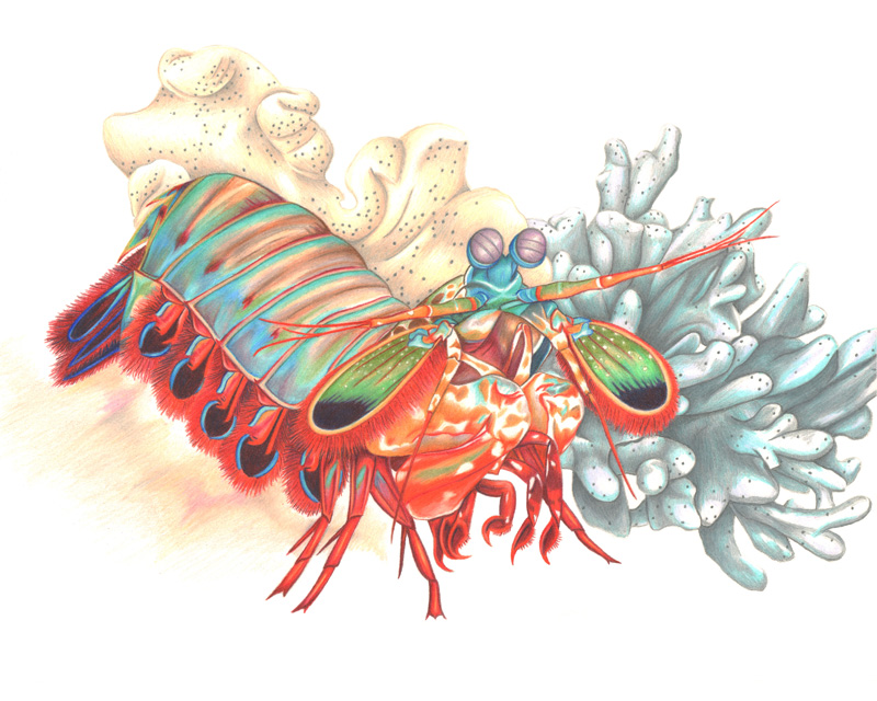 Mantis Shrimp Drawing at Explore collection of