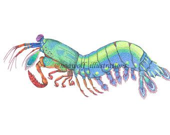 340x270 mantis shrimp print - Mantis Shrimp Drawing