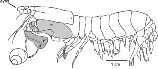 518x228 a physical model of the extreme mantis shrimp strike kinematics - Mantis Shrimp Drawing