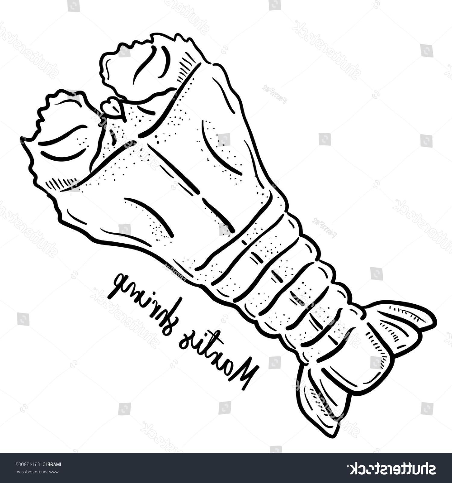 1500x1600 best stock vector hand drawn illustration of mantis shrimp drawing - Mantis Shrimp Drawing