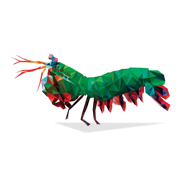 720x720 geometric abstract mantis shrimp - Mantis Shrimp Drawing