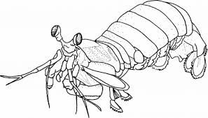 297x169 image result for how to draw mantis shrimp mantis shrimp - Mantis Shrimp Drawing