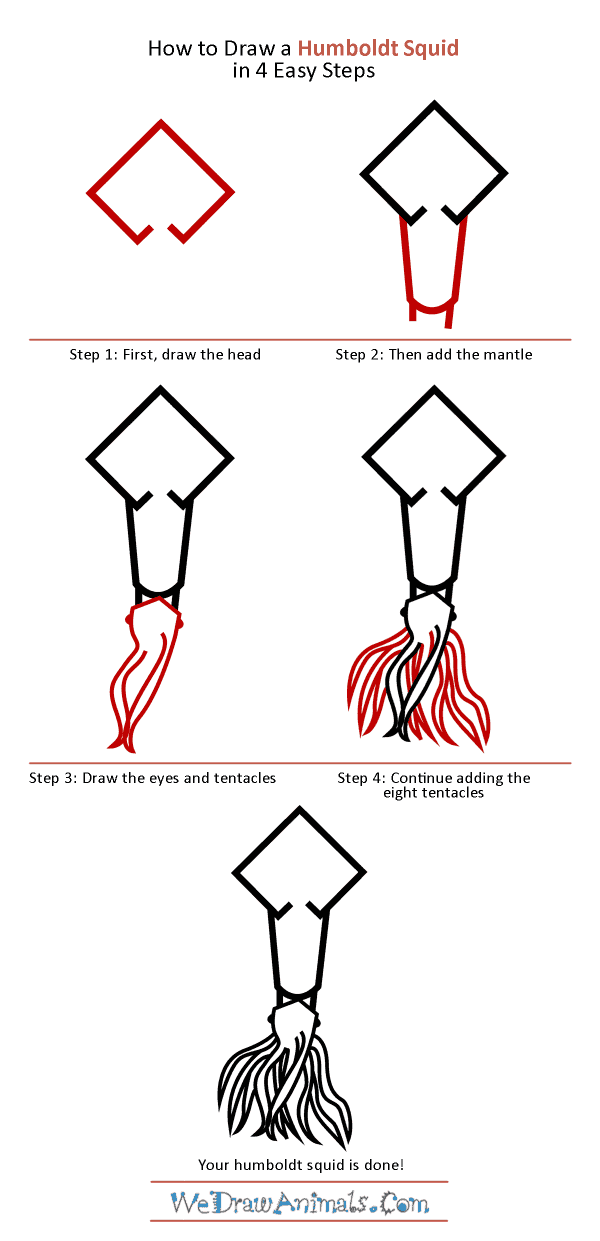 600x1241 how to draw a humboldt squid - Mantle Drawing
