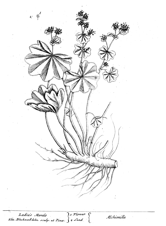706x960 Lady's Mantle Ladies Mantle Drawings, Mantle, Black, White Drawing - Mantle Drawing