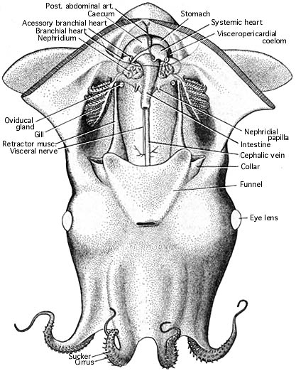 417x522 Vampyroteuthis Mantle Cavity - Mantle Drawing