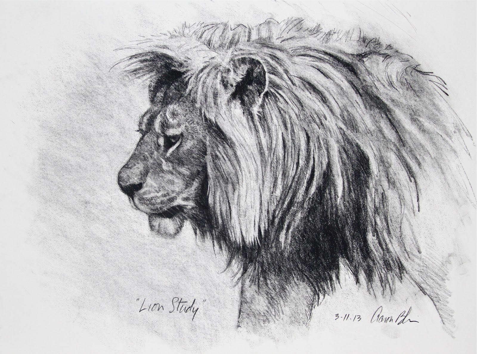 1600x1190 Lion Study Charcoal On Paper See This Drawing And Many - Many Drawing