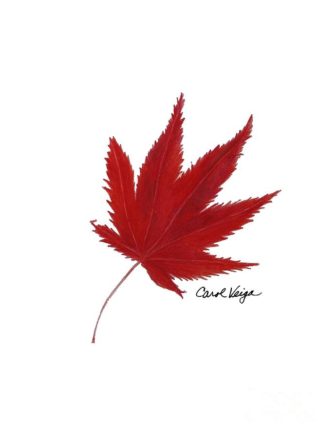 690x900 Japanese Red Maple Drawing - Maple Drawing