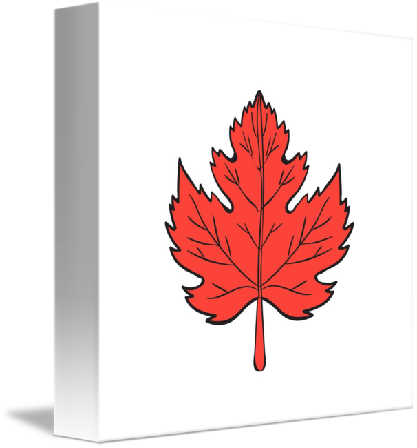 606x650 Maple Leaf Drawing - Maple Drawing