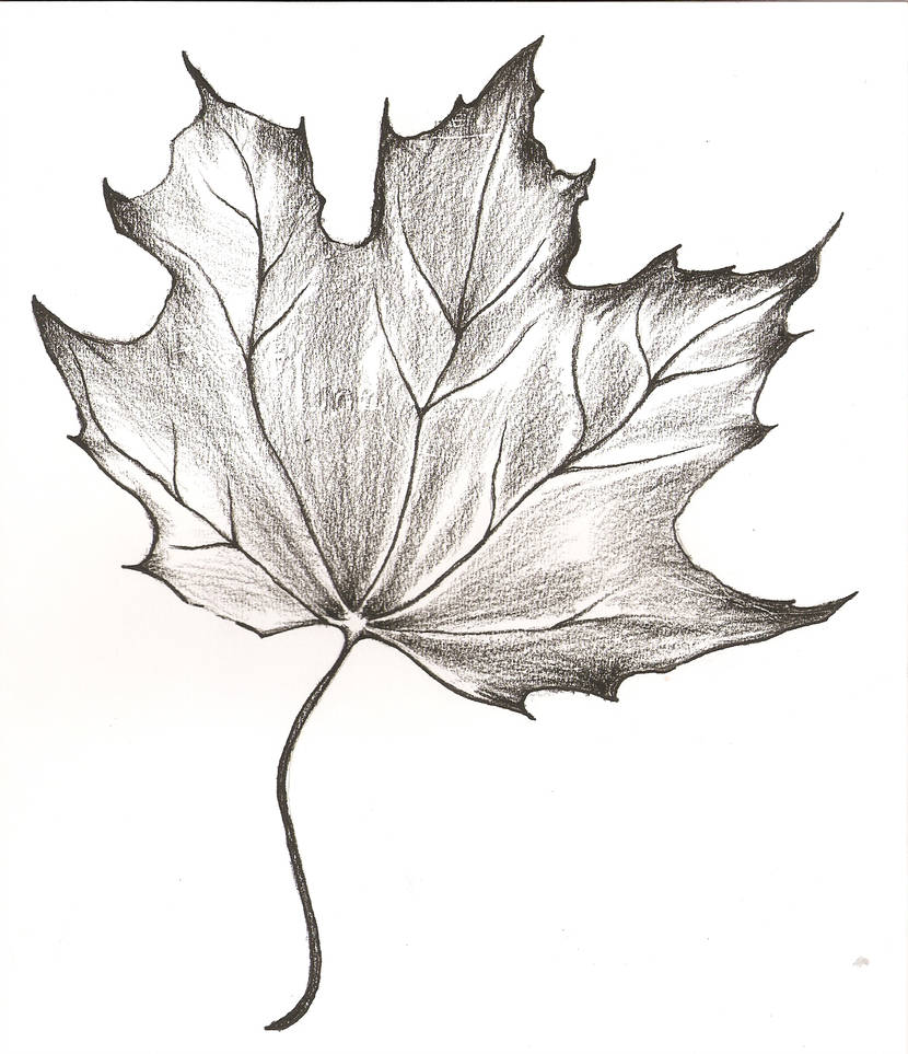 830x963 Maple Leaf Drawing - Maple Drawing