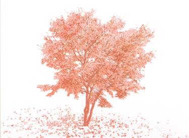 375x275 Maple Tree Drawing - Maple Drawing