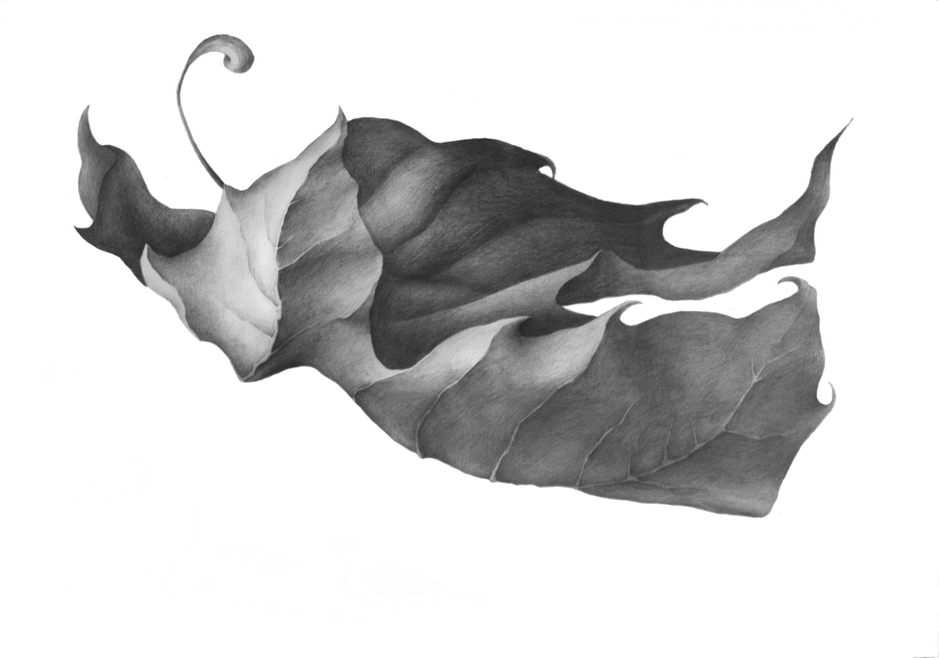 1920x1346 Maple Leaf Drawing - Maple Drawing
