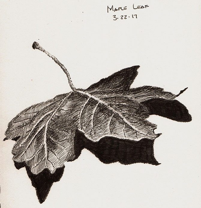 670x691 Pen And Ink Drawing Maple Leaf Study Drawings, Photography - Maple Drawing