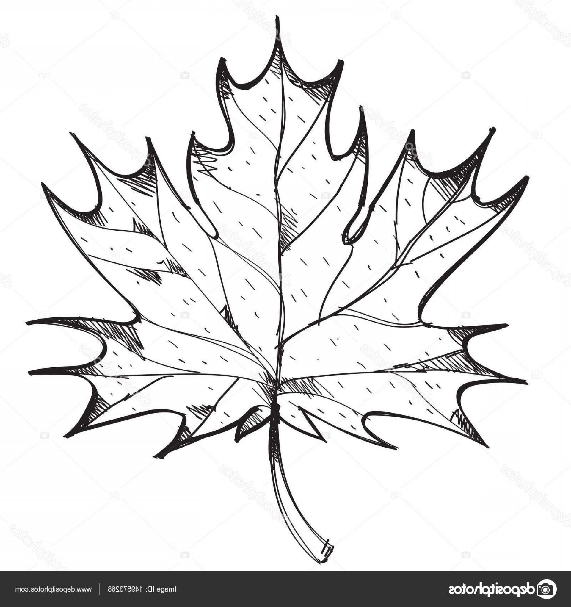 1920x2040 Stock Illustration Maple Leaf Outline Drawing Soidergi - Maple Drawing