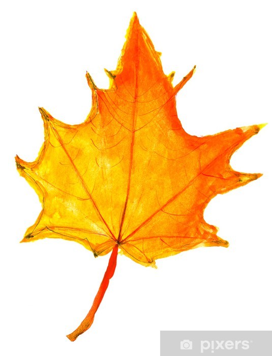 535x700 Children Drawing - Maple Drawing