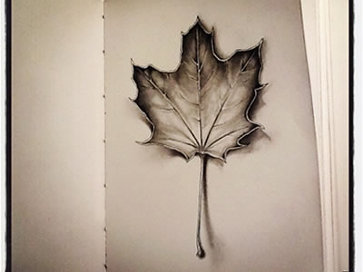 400x300 Maple Leaf Ii - Maple Leaf Drawing