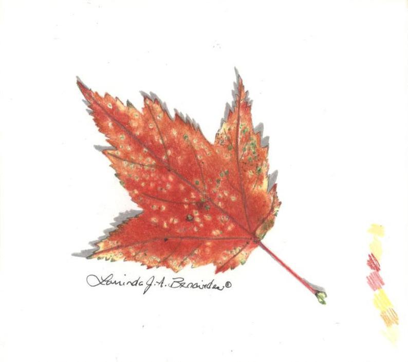 794x705 Maple Leaf Drawing Autumn Fall Itsy Print Series X Etsy - Maple Leaf Drawing