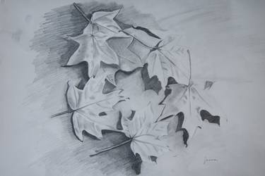 375x250 Maple Leaves Drawing - Maple Leaf Drawing
