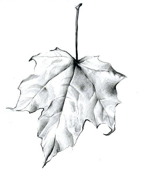 464x552 Drawing Of Leaf Observation Drawings And Pencil Step - Maple Leaf Drawing