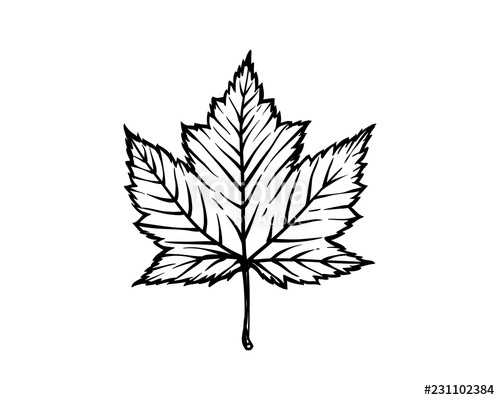 Maple Leaf Drawing Template at PaintingValley.com | Explore collection ...