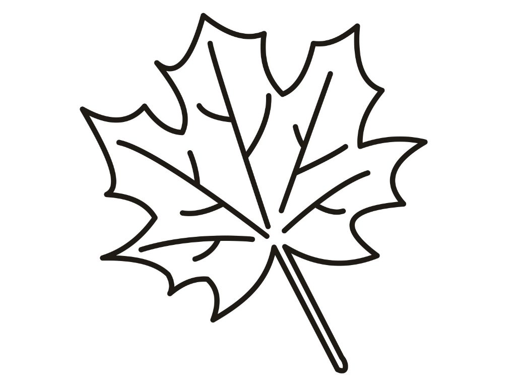 1024x768 Maple Leaf Coloring Sheet Free Printable - Maple Leaf Drawing Template
