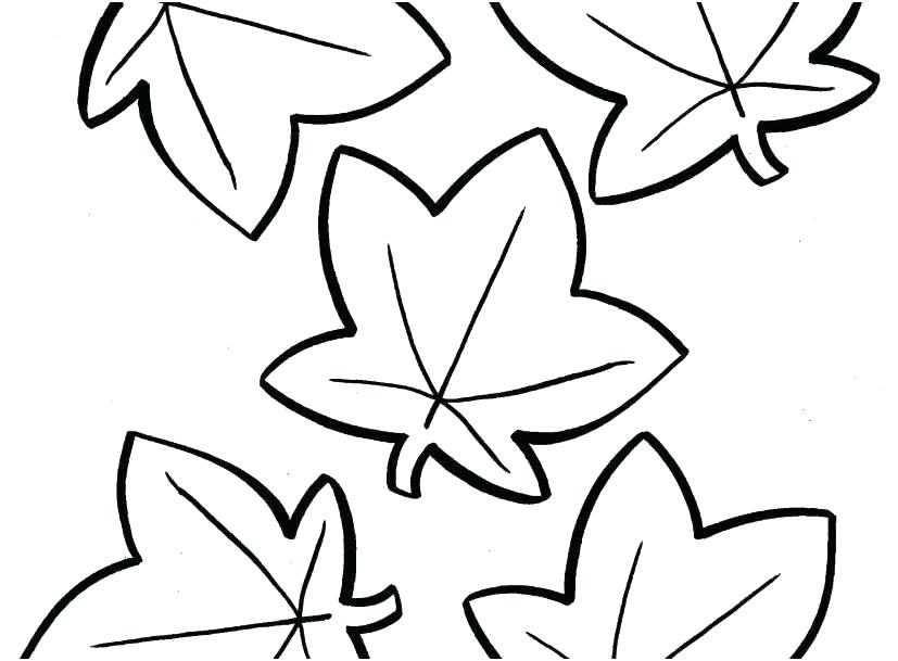 827x609 Collection Of Maple Leaf Drawing Template Download Them And Try - Maple Leaf Drawing Template