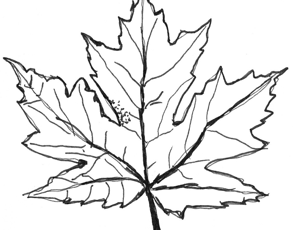 1157x900 Toronto Maple Leafs Coloring Pages Free Leaf Colouring Sugar - Maple Leaf Drawing Template