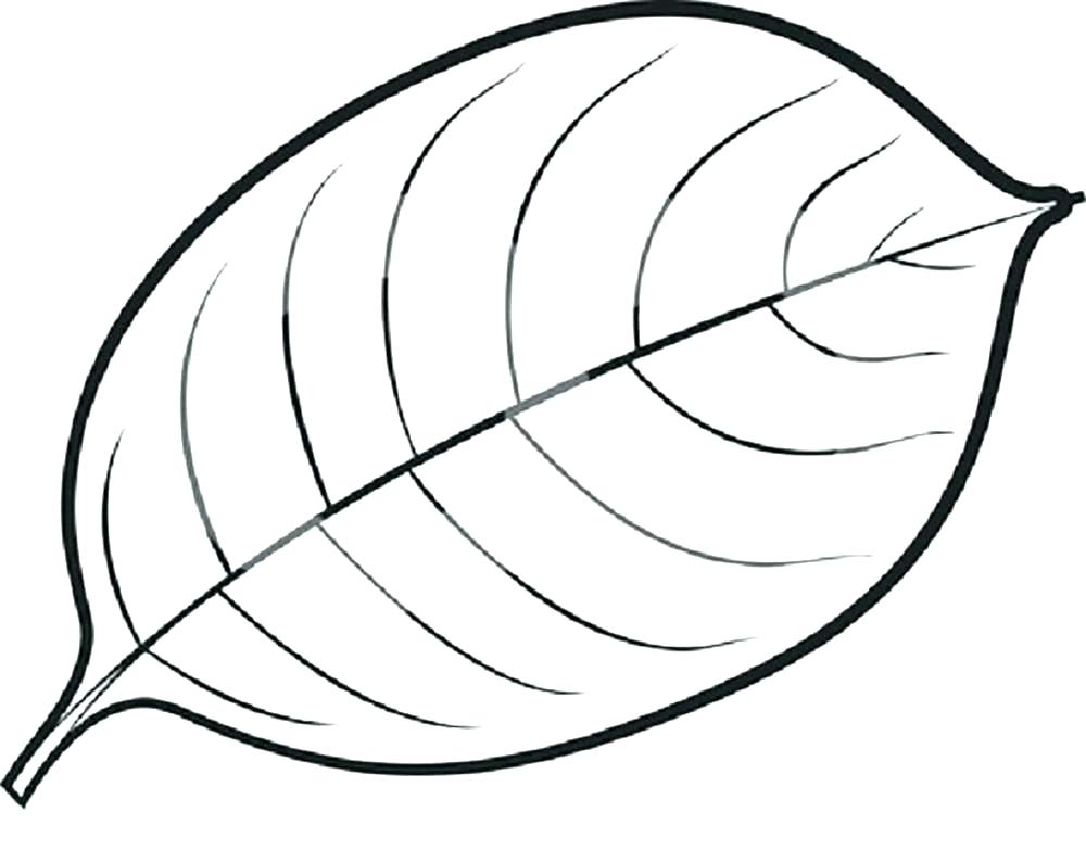 1000x783 Leaf Drawing Template - Maple Leaf Drawing Template
