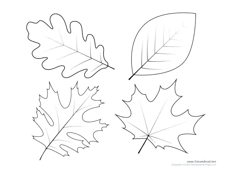 728x563 Oak Leaf Template - Maple Leaf Drawing Template