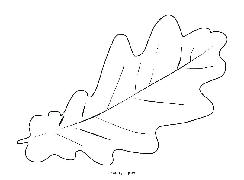 808x595 Coloring - Maple Leaf Drawing Template