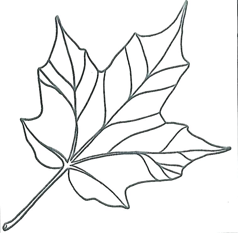 Maple Leaf Line Drawing at PaintingValley.com | Explore collection of ...