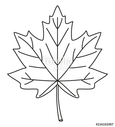 Maple Leaf Line Drawing at PaintingValley.com | Explore collection of ...