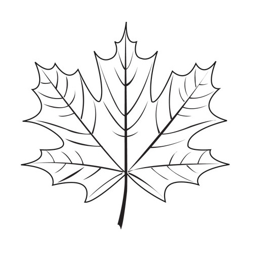 Maple Leaf Line Drawing at Explore collection of