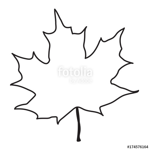 500x500 This Is A Vector Line Drawing Of A Maple Leaf Stock Image - Maple Leaf Line Drawing