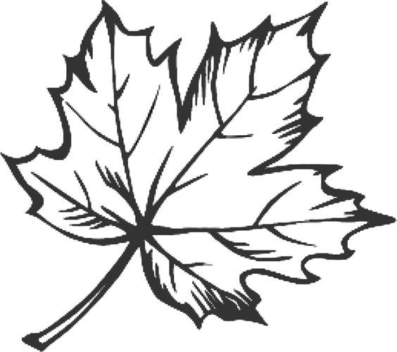 564x500 Line Drawing Maple Leaf - Maple Leaf Line Drawing