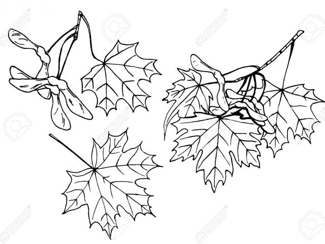 640x480 Drawn Maple Leaf Doodle Free Clip Art Stock Illustrations - Maple Leaf Line Drawing