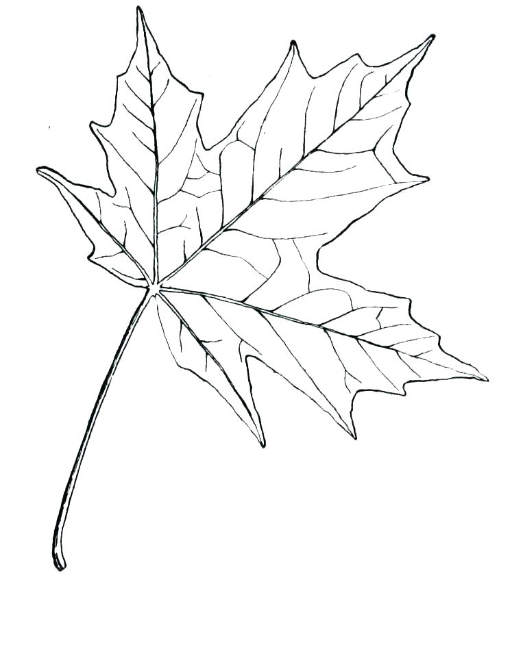 763x945 Canadian Maple Leaf Coloring - Maple Leaf Line Drawing
